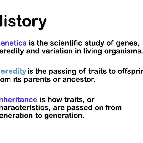 Genetics And Heredity Essay Examples