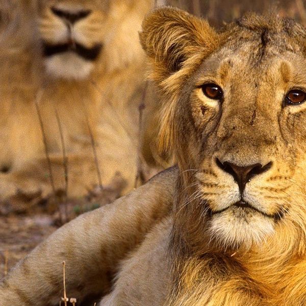 Gir National Park Essay Examples