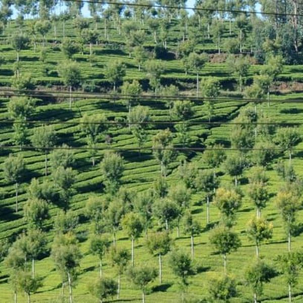 Holiday Trip To Ooty Essay Examples