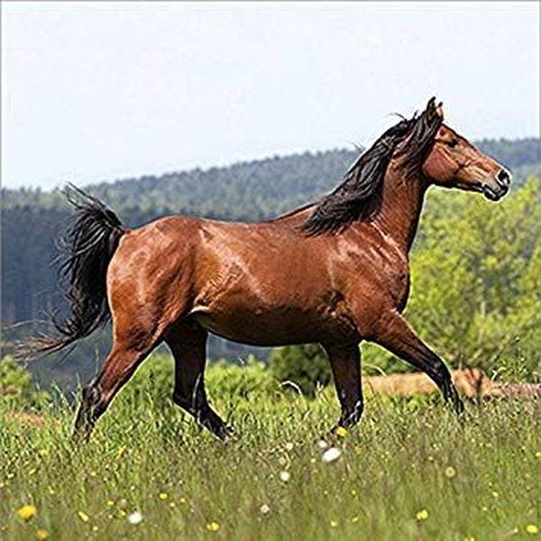 Horses Essay Examples
