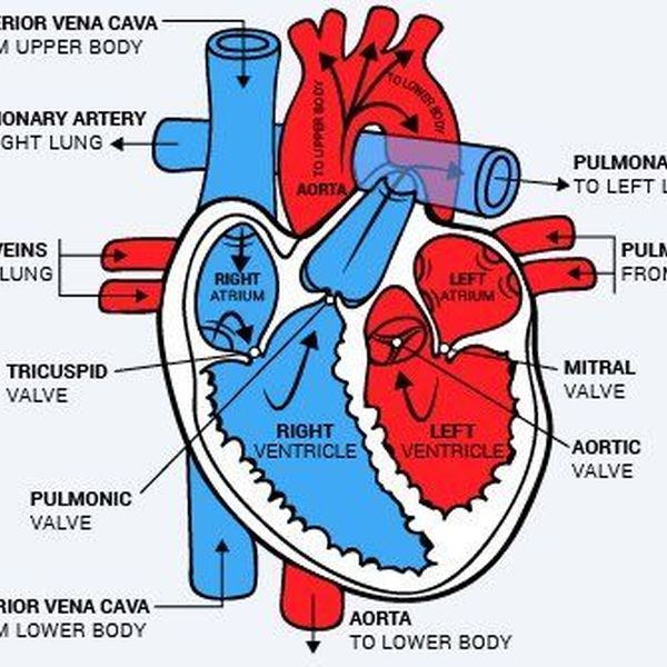 How The Heart Works Essay Examples