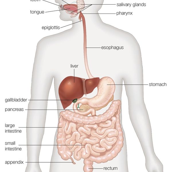 Human Digestive System Essay Examples