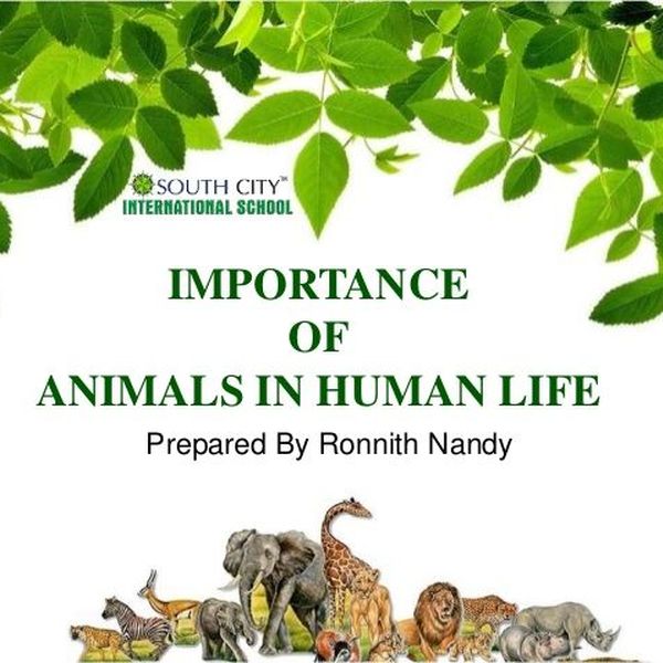 Importance Of Animals Essay Examples