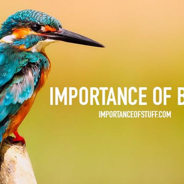 Importance Of Birds Essay Examples