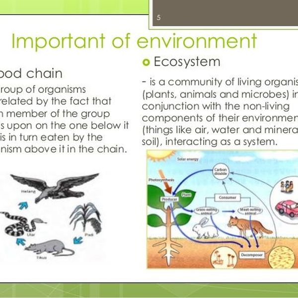 Importance Of Environmental Awareness Essay Examples
