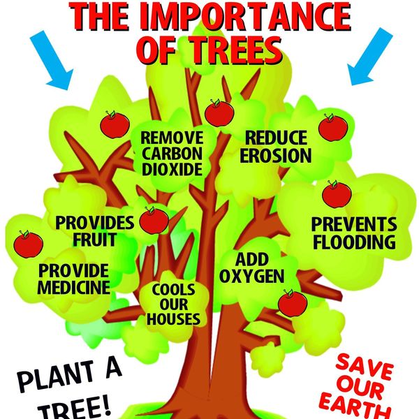 Importance Of Trees And Plants Essay Examples
