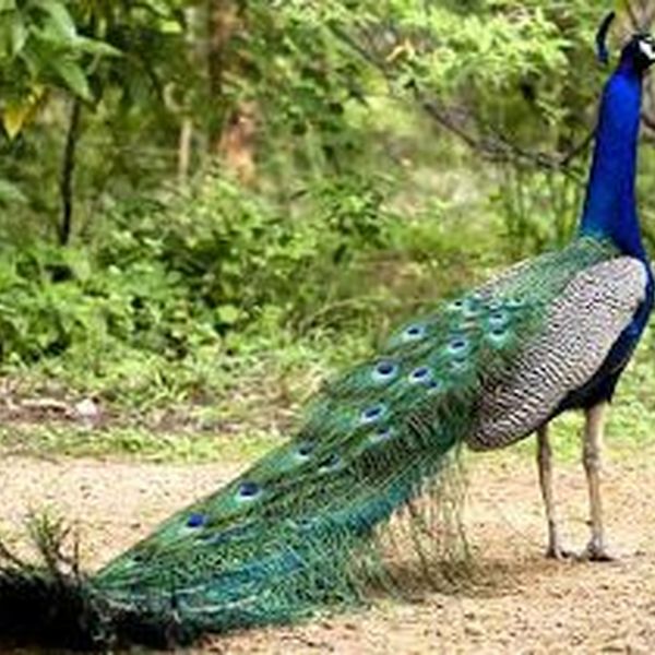 Indian National Bird Peacock Essay Examples