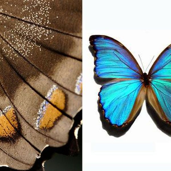 Inspiration From Nature Essay Examples