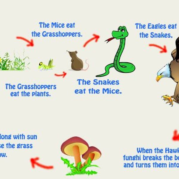 Interdependence Of Plants And Animals Essay Examples