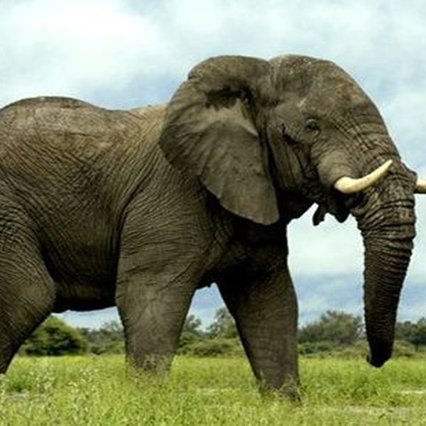 Large Animals Essay Examples