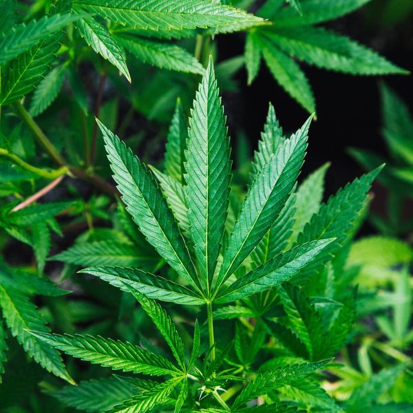 Legalization Of Marijuana Essay Examples