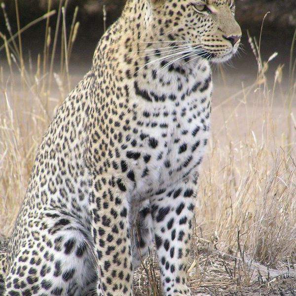 Leopard Animal Essay Examples