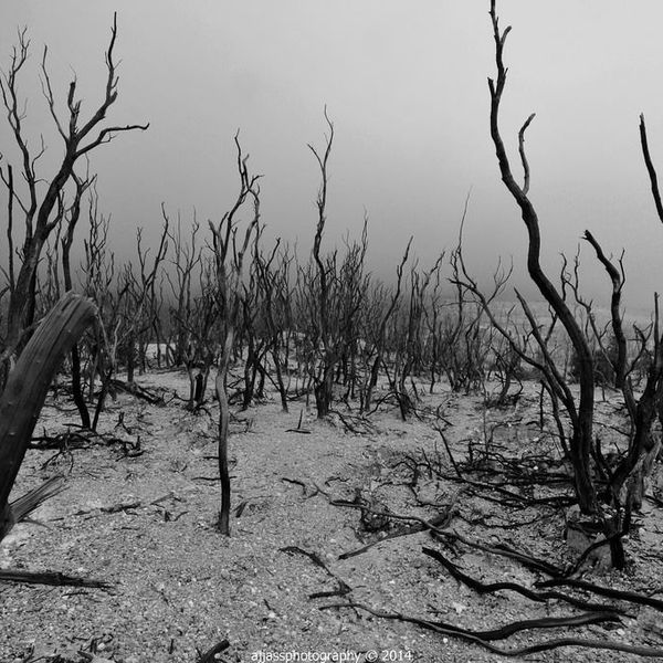 Life Without Plants Essay Examples