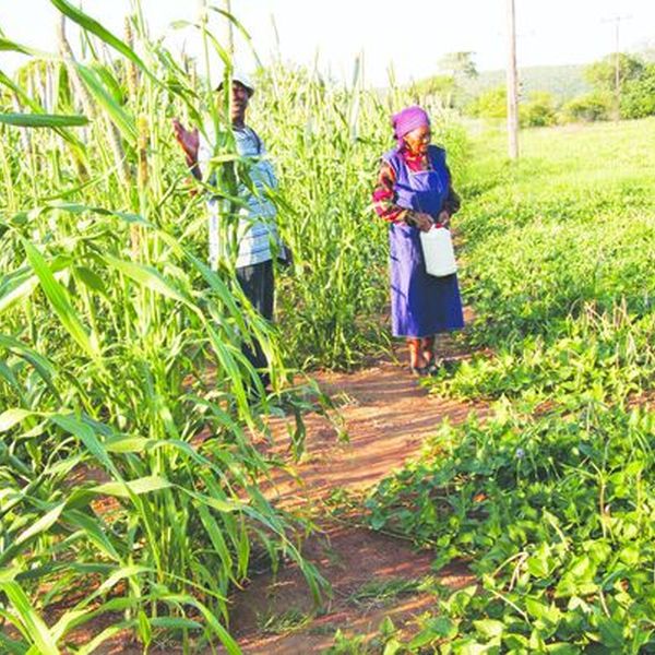 Lifestyle Of Farmers In Usa Essay Examples