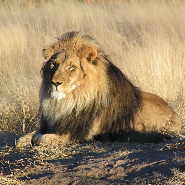 Lions Essay Examples