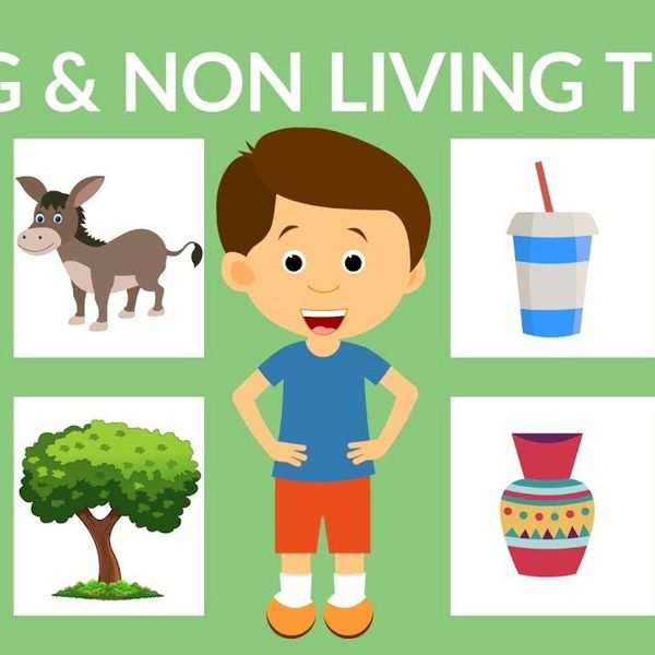 Living And Nonliving Things Essay Examples