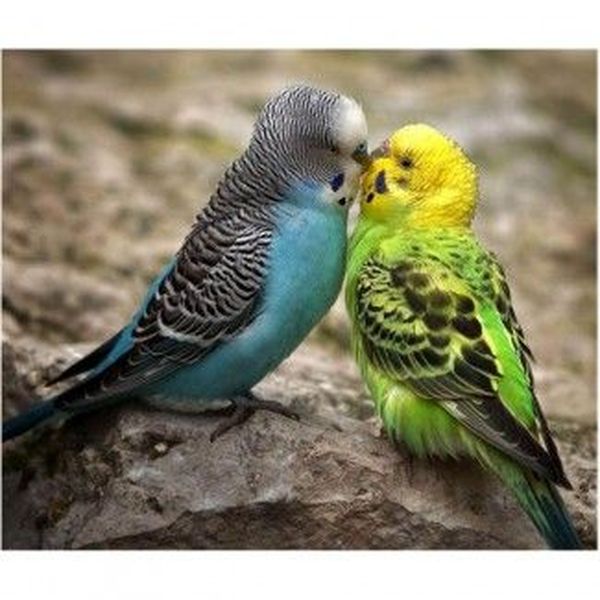 Love Birds Essay Examples