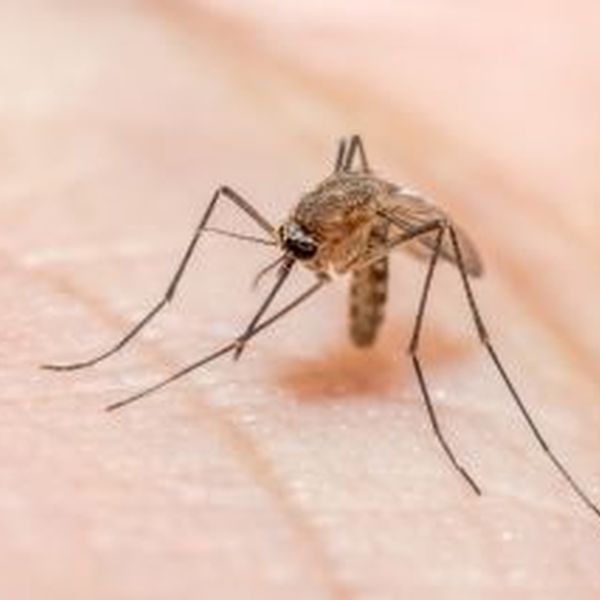 Malaria Essay Examples