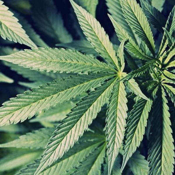 Реферат: Legalization Of Marijuana Essay Research Paper MarijuanaMarijuana