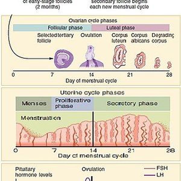 Menstrual Cycle Essay Examples