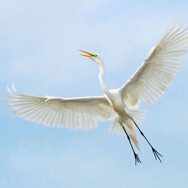 Migratory Birds Essay Examples