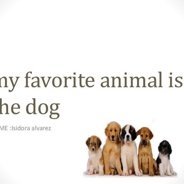 My Favourite Animal Dog Essay Examples