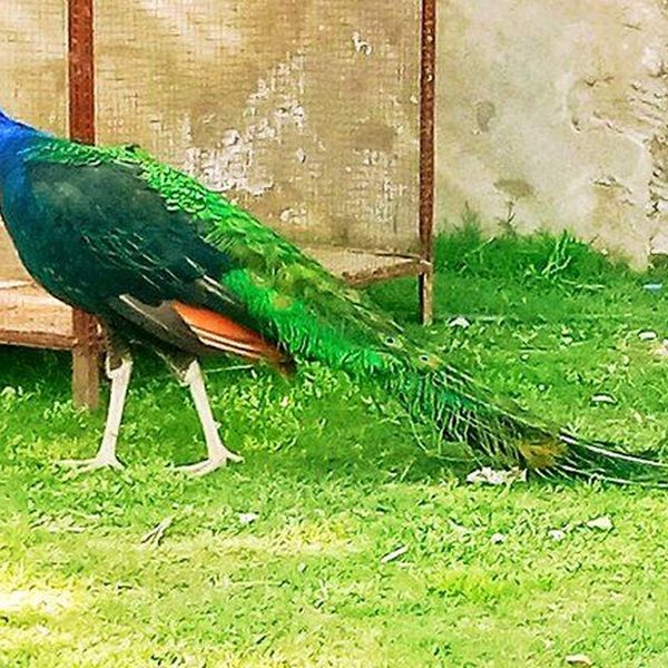 My Favourite Bird Peacock Essay Examples
