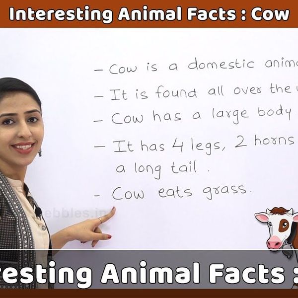 My Pet Animal Cow Essay Examples