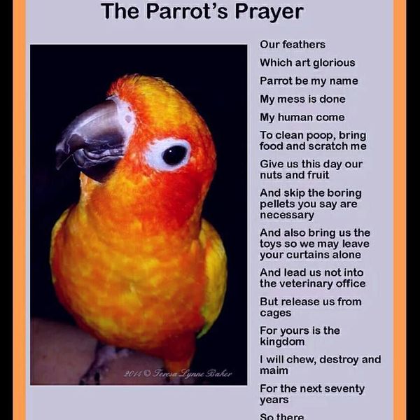 My Pet Bird Parrot Essay Examples