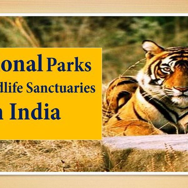 National Park And Sanctuaries Essay Examples