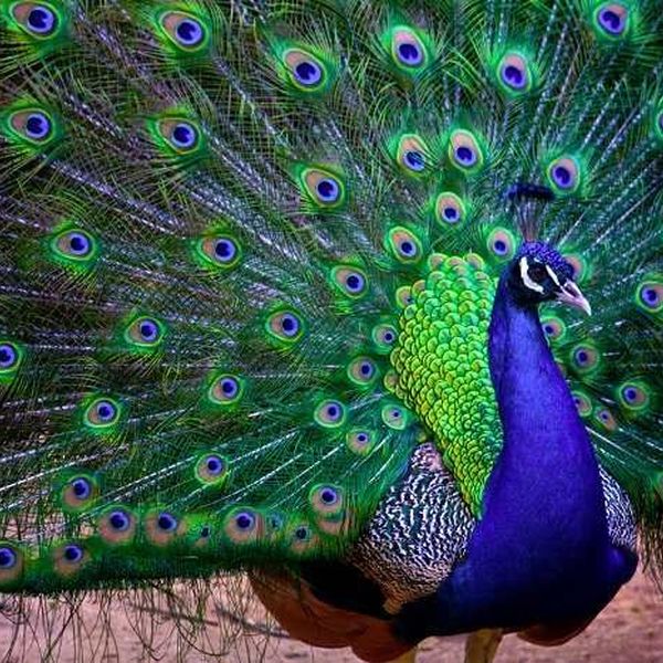 Our National Bird Peacock Essay Examples