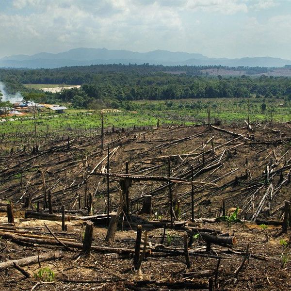 Overpopulation And Deforestation Essay Examples