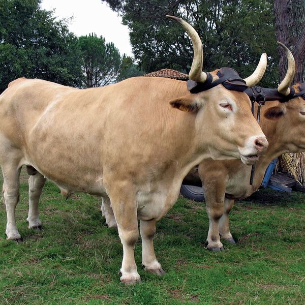 Ox Essay Examples