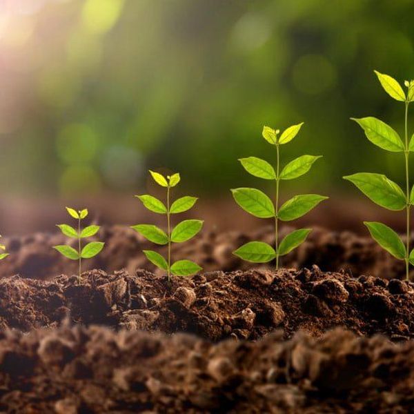 Plant Growth Essay Examples