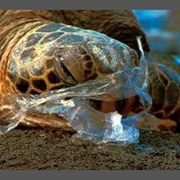 Plastic Should Be Banned Essay Examples