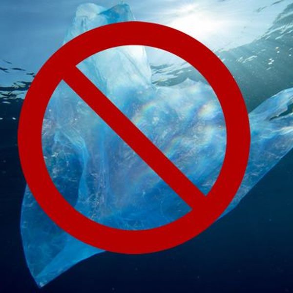 Plastics Should Be Banned Essay Examples