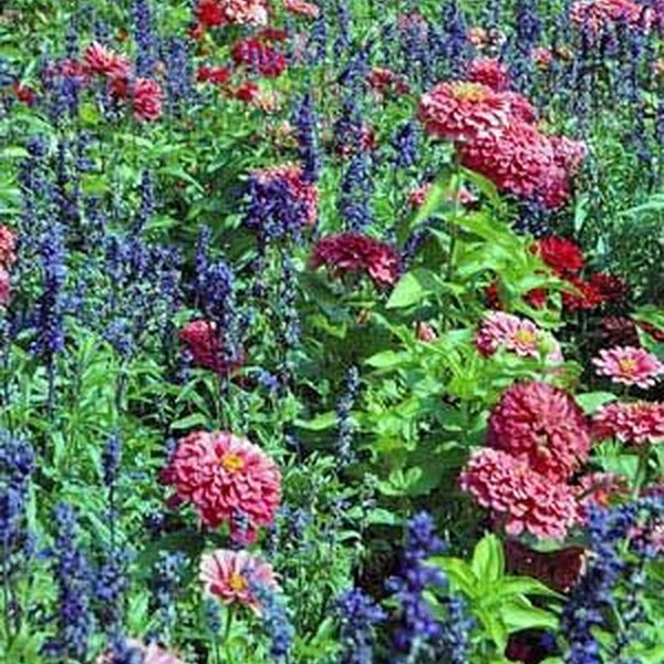 Pleasure Of Gardening Essay Examples