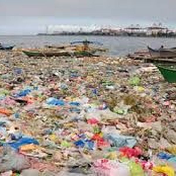 Pollution Caused By Plastic Bags Essay Examples