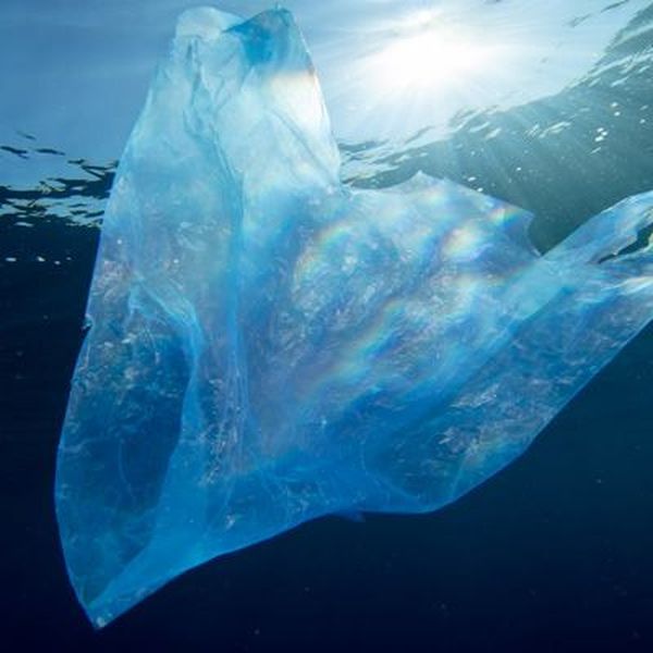 Polythene Bags Should Be Banned Essay Examples
