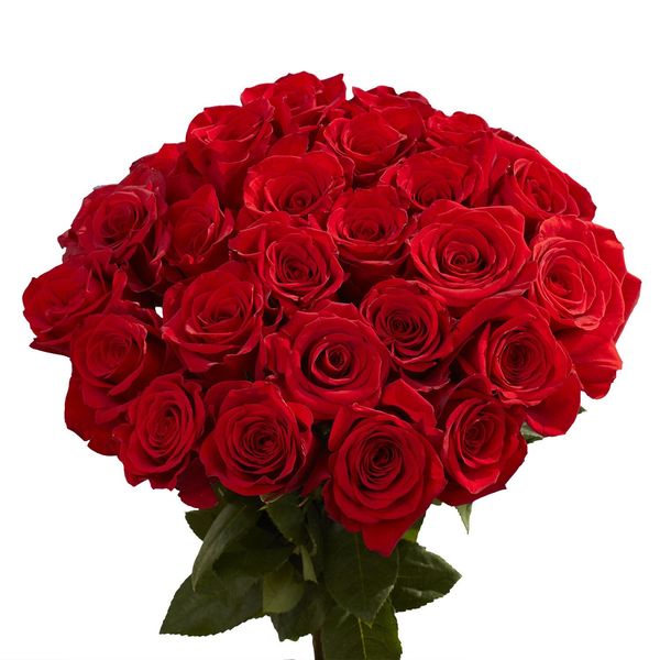 Red Rose Flower Essay Examples