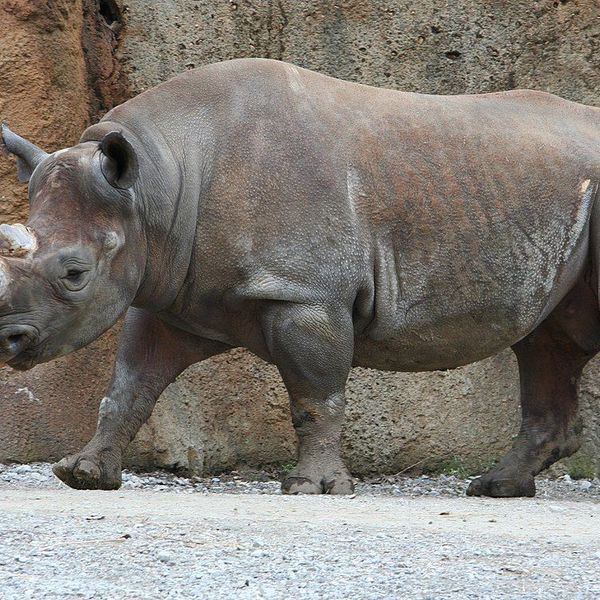 Rhinoceros Essay Examples