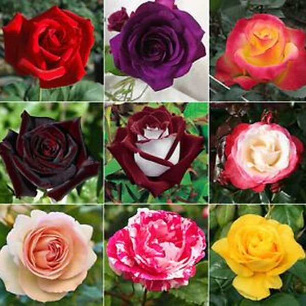 Rose Plant Essay Examples