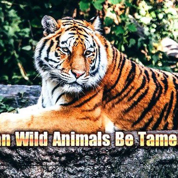 Should Animals Be Tamed Essay Examples
