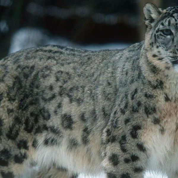 Snow Leopard Essay Examples
