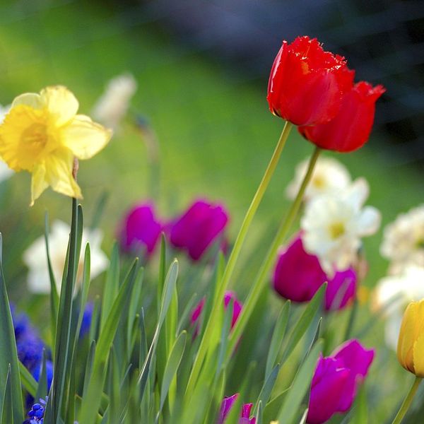 Spring Season Essay Examples