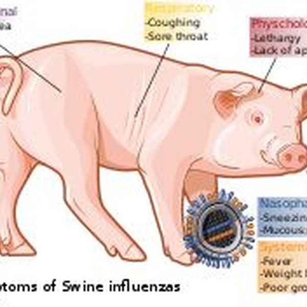 Swine Flu Essay Examples
