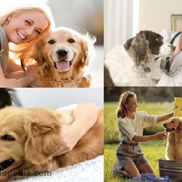 Taking Care Of Pet Animals Essay Examples