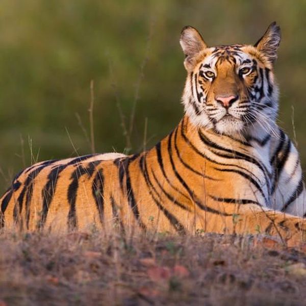 Tigers Extinction Essay Examples