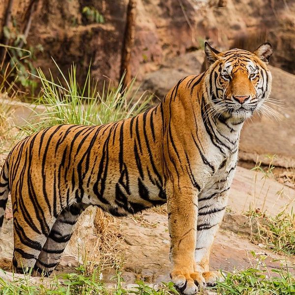 Tigers In India Essay Examples