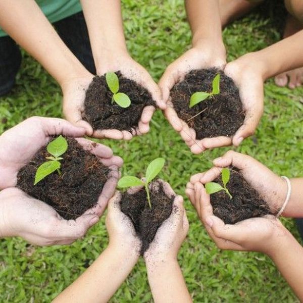 Tree Plantation Day Essay Examples